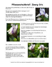 Steckbrief-Zwerg-Iris.pdf